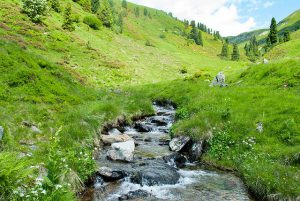 Wald und Wiese