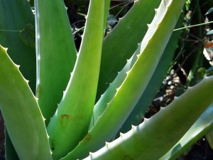 aloe vera saft