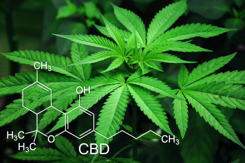 cbd öl